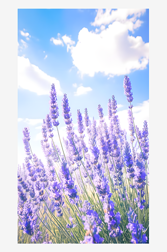 薰衣草紫色花穗在微风中摇曳