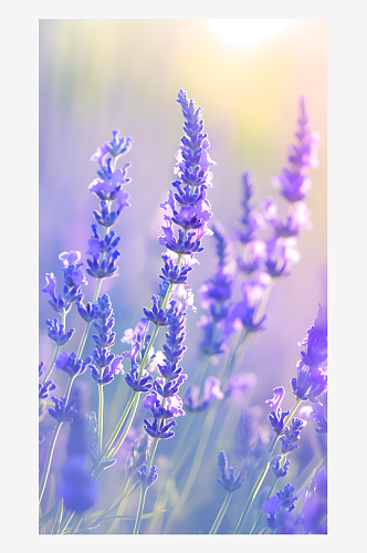 草原上薰衣草紫色花穗在微风中摇曳