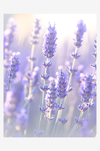 草原上薰衣草紫色花穗在微风中摇曳
