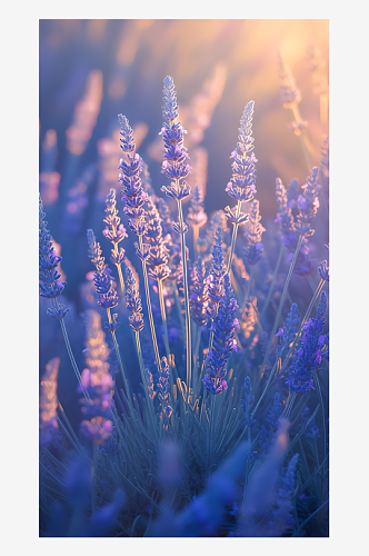 美丽的薰衣草紫色花穗在微风中摇曳