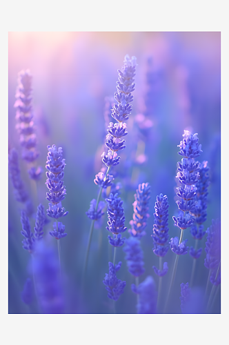 美丽的薰衣草紫色花穗在微风中摇曳