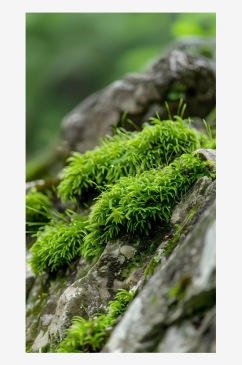 嫩绿色的苔藓覆盖在岩石上细腻而柔软