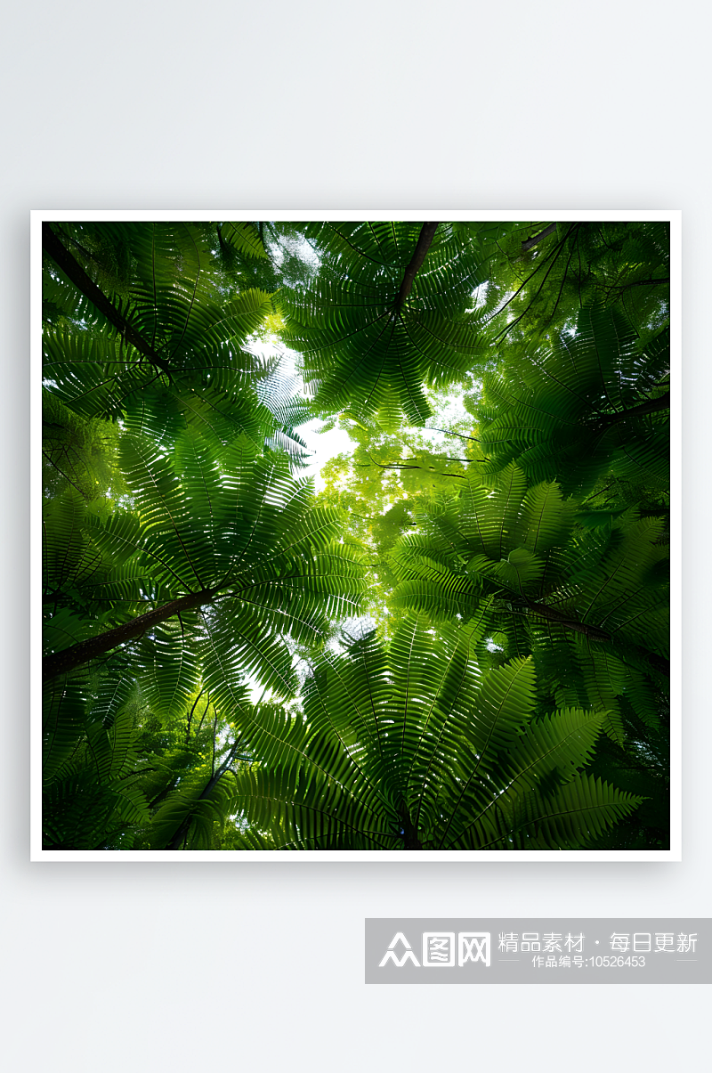 茂密的蕨类植物叶片翠绿如羽素材