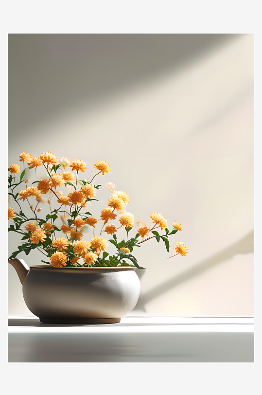 美丽的植物菊花花朵写实图