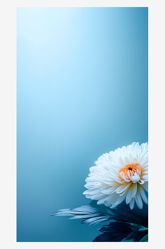 美丽的菊花花卉蓝色背景