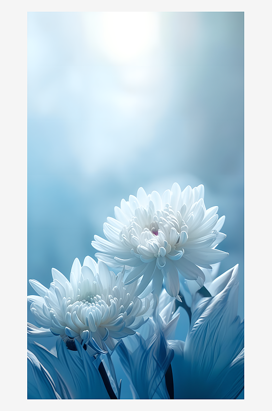 菊花花卉蓝色背景