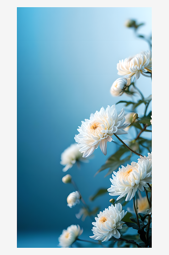 美丽的菊花花卉蓝色背景