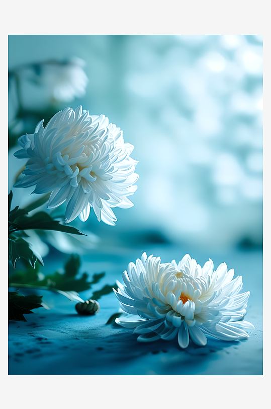 白色的菊花花卉蓝色背景