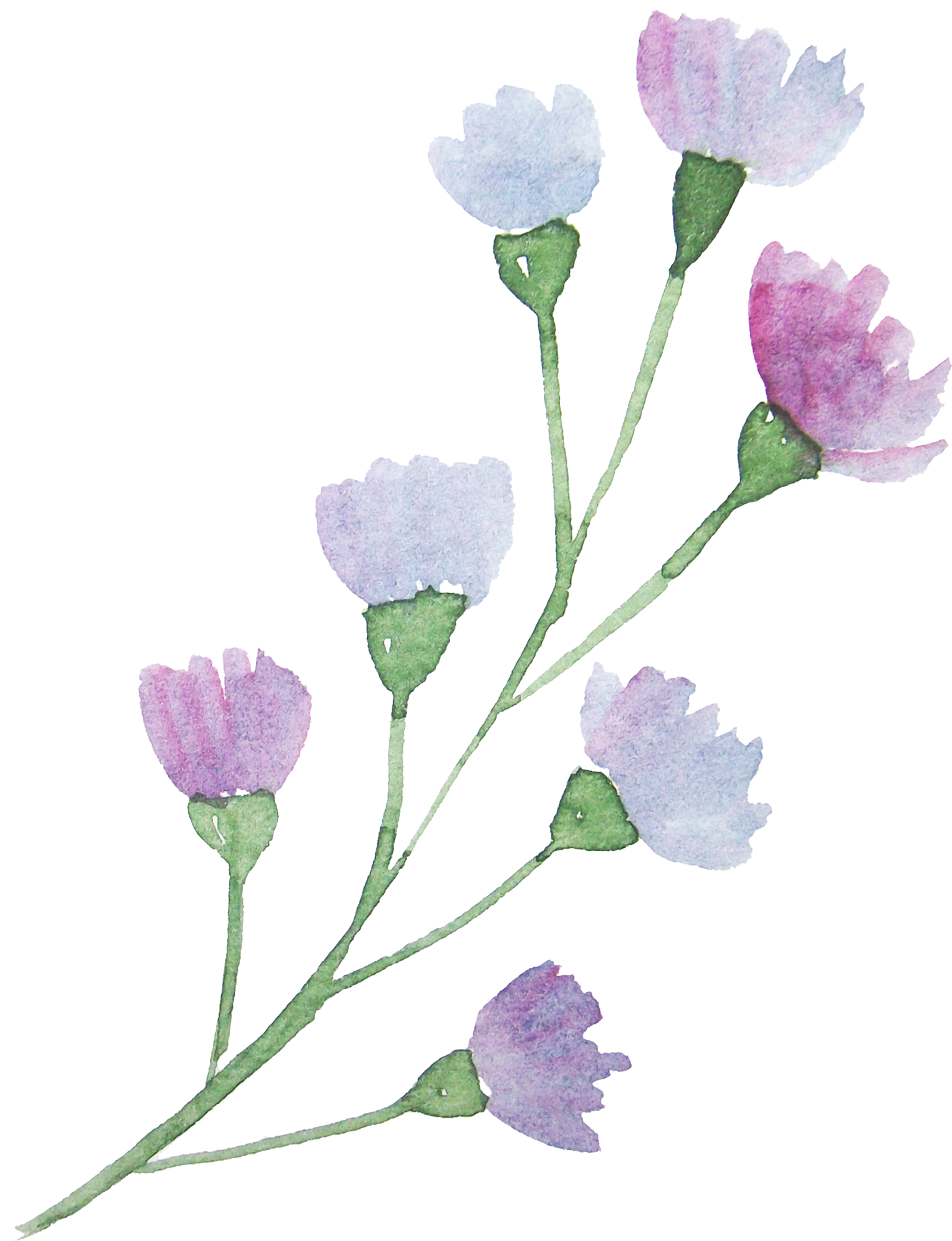 鲜花透明背景PNG设计素材素材