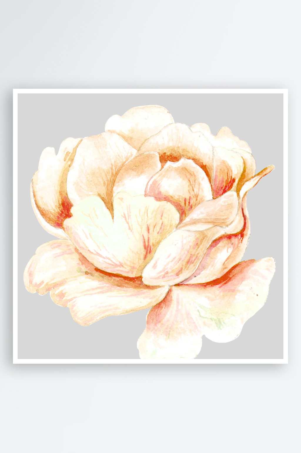花朵花卉PNG透明背景素材素材