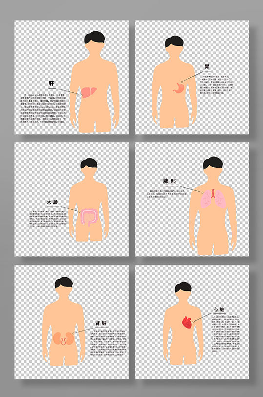 五脏六腑简易位置图医疗人体器官元素插画