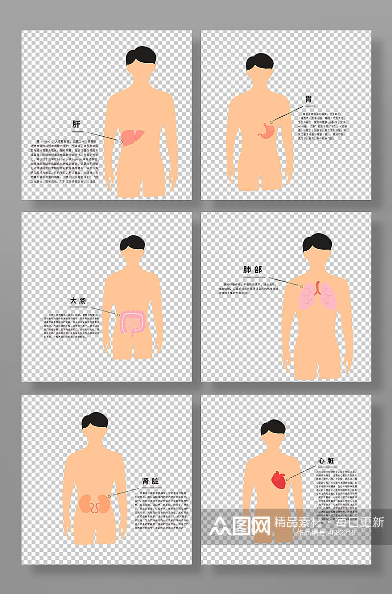 五脏六腑简易位置图医疗人体器官元素插画素材