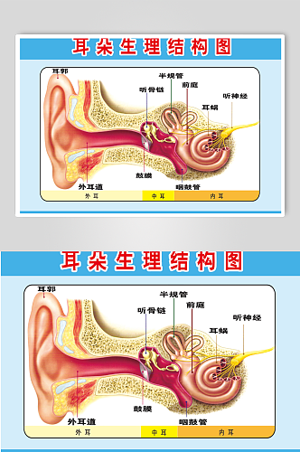 可视采耳耳朵解剖图