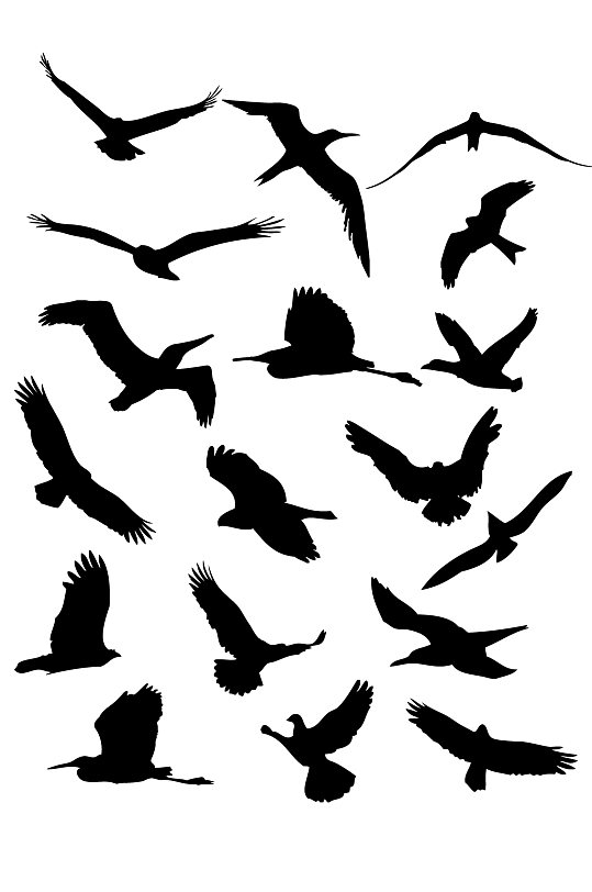 鸟类飞翔展翅翱翔小鸟