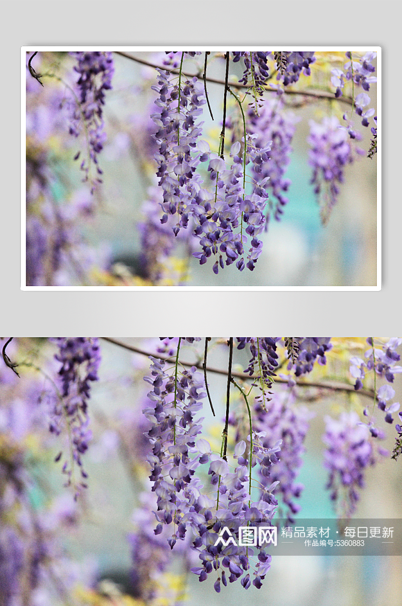 紫荆花植物实拍摄影图素材