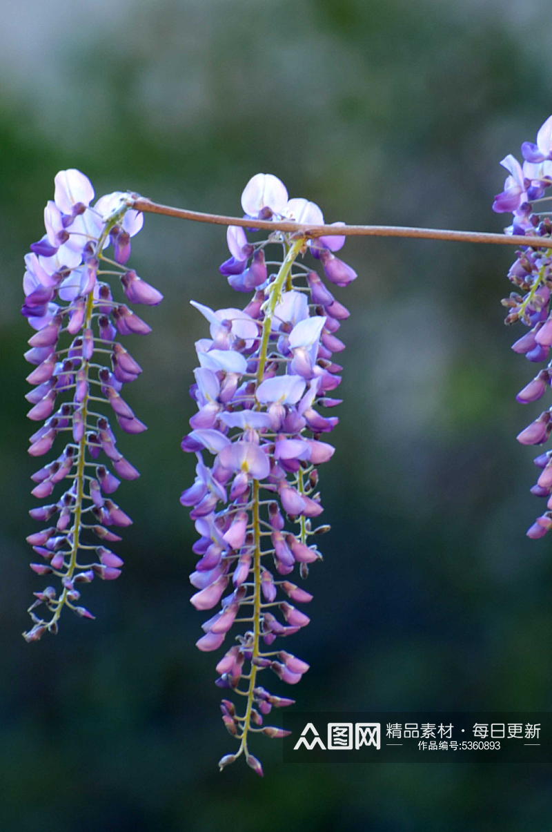 紫荆花植物实拍摄影图素材