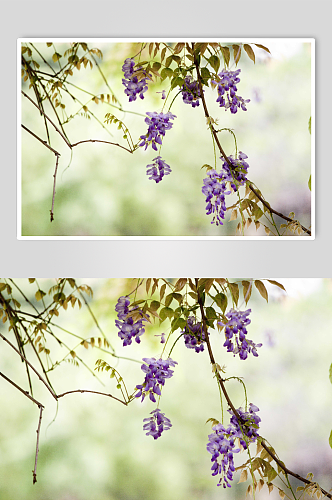 紫荆花植物实拍摄影图