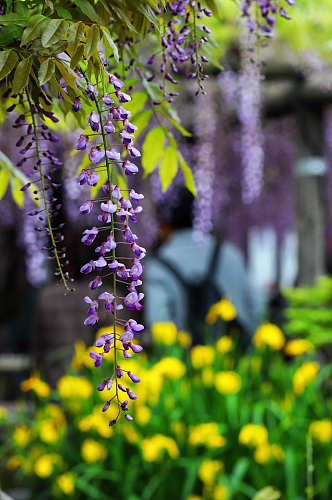 紫荆花植物实拍摄影图