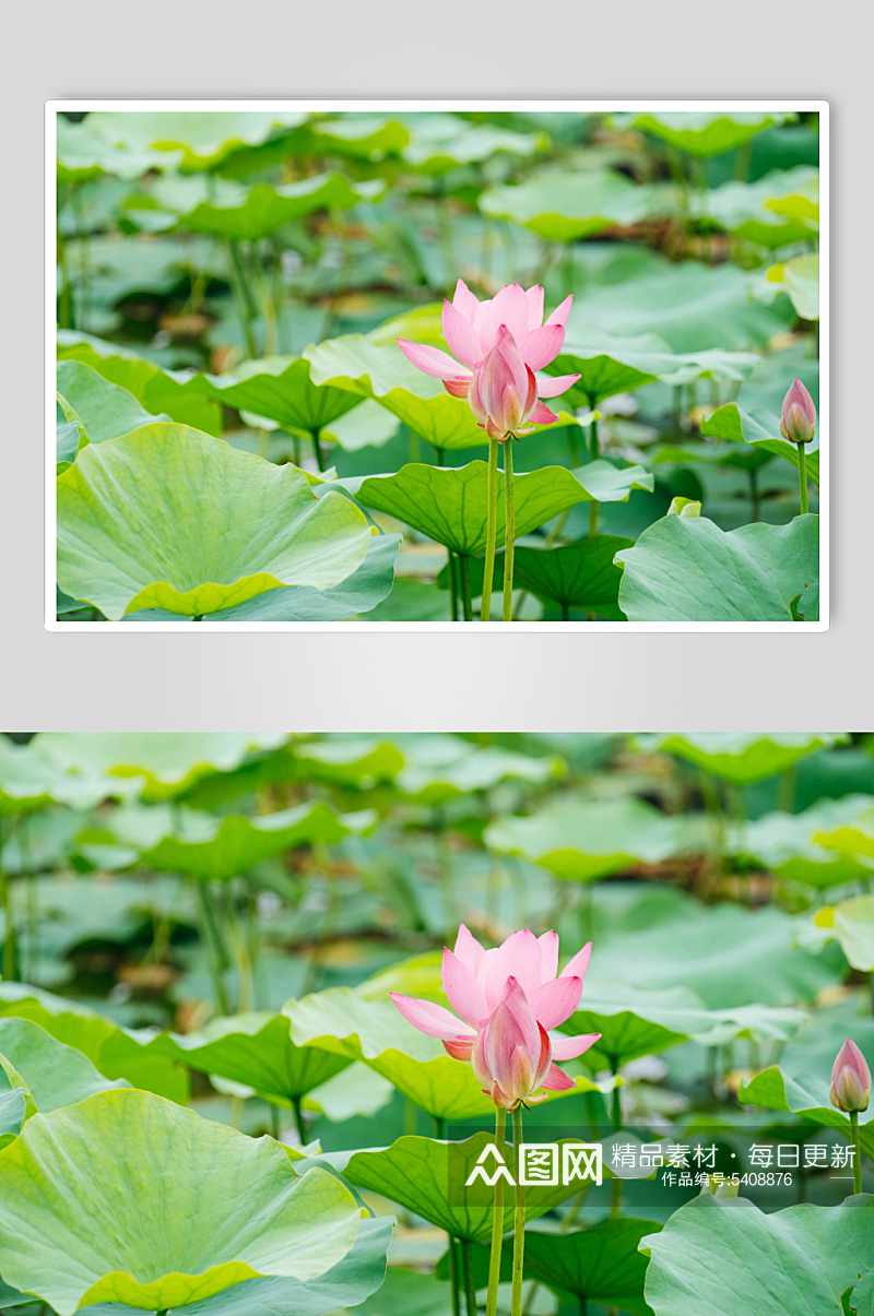 池塘莲花荷花图片素材