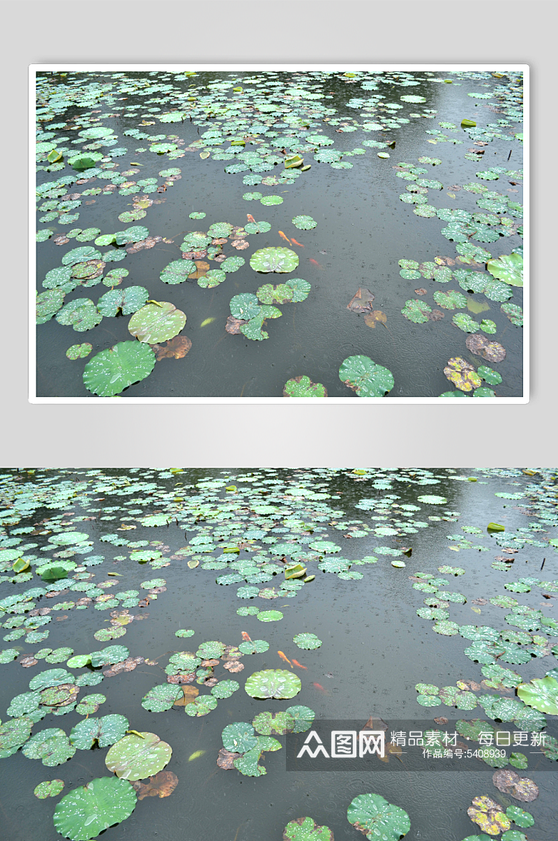 池塘莲花荷花植物图片素材