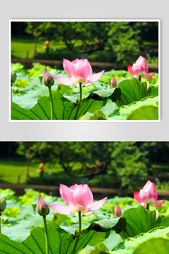 池塘莲花荷花植物图片