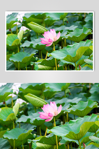 池塘莲花荷花植物图片