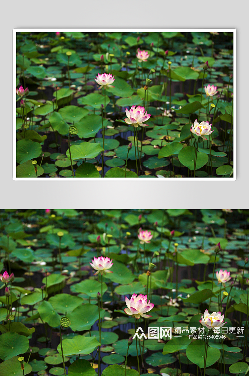 池塘莲花荷花植物图片素材
