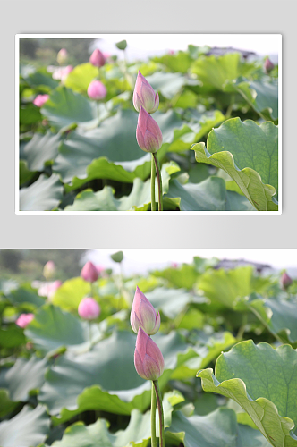 池塘莲花荷花植物图片