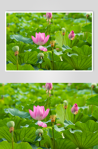 池塘莲花荷花植物图片