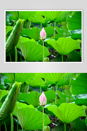 池塘莲花荷花植物图片