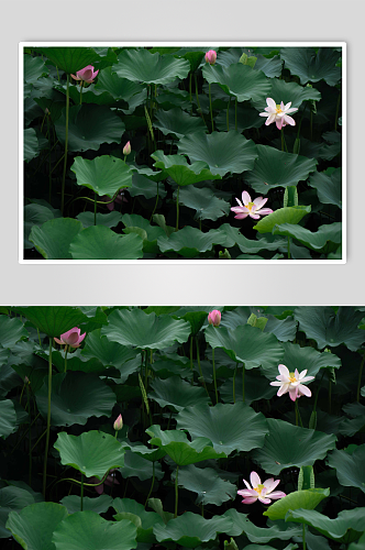 池塘莲花荷花植物图片