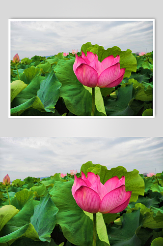 池塘莲花荷花植物图片