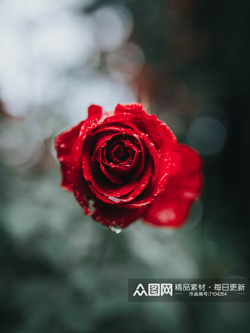 玫瑰花花束摄影高级感素材