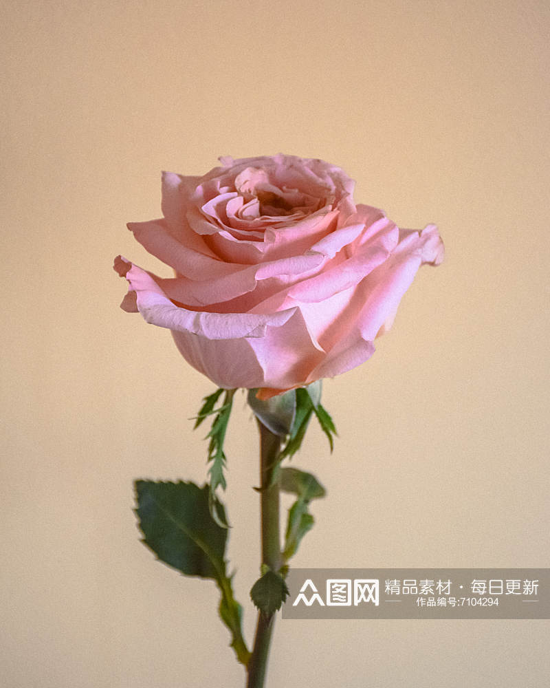 玫瑰花花束摄影图唯美素材