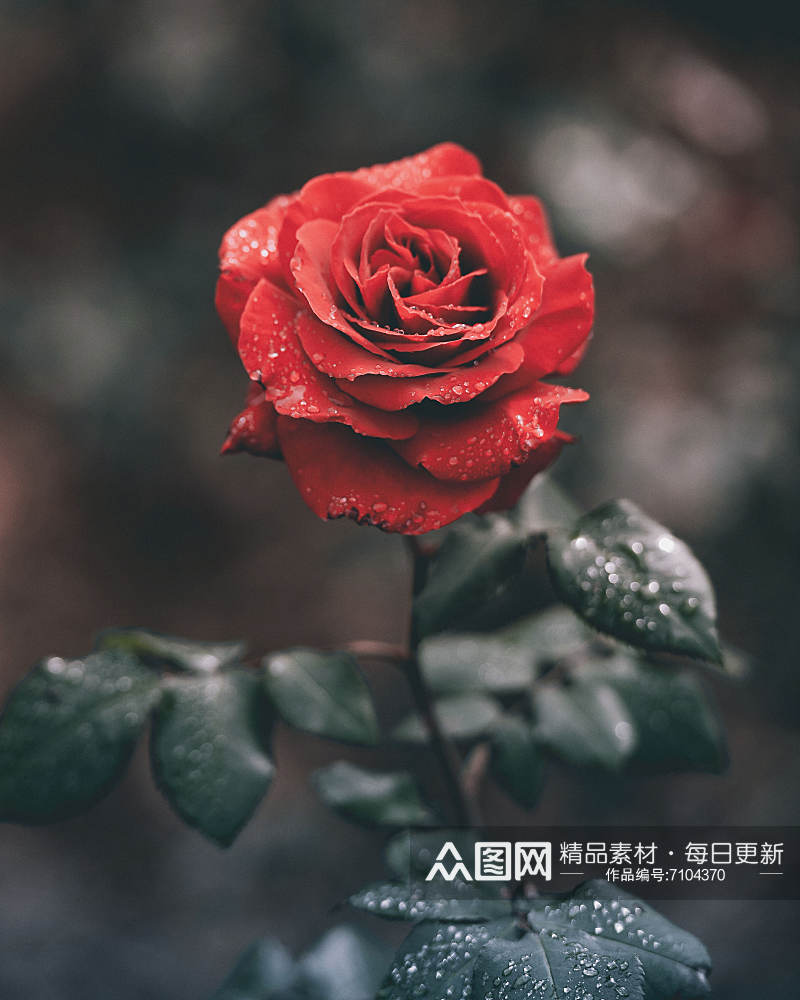 简约玫瑰花花束照片背景素材