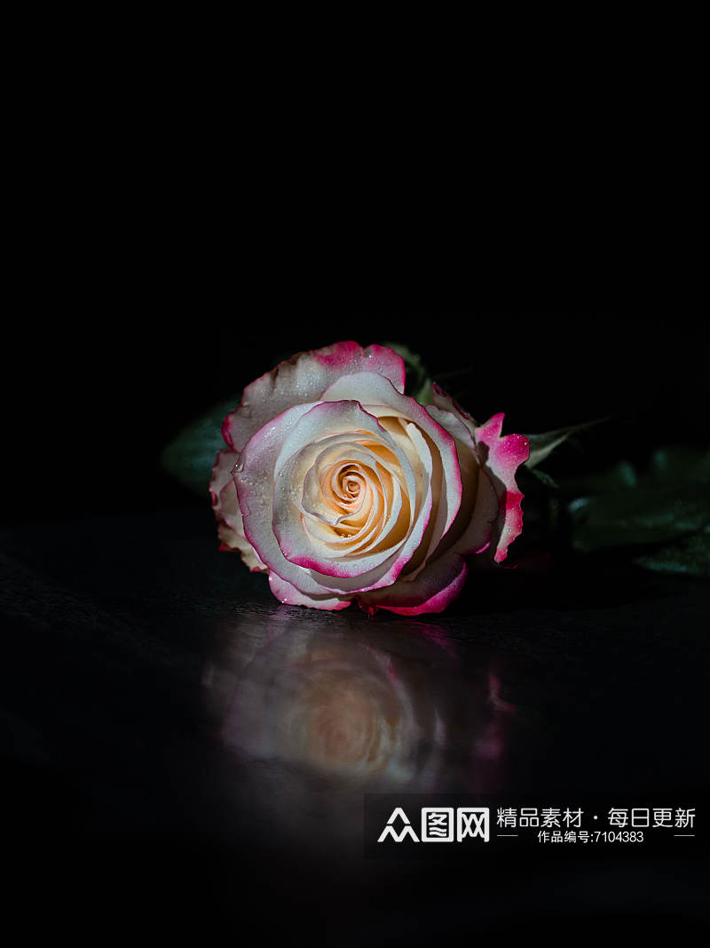 简约玫瑰花花束照片情人节素材