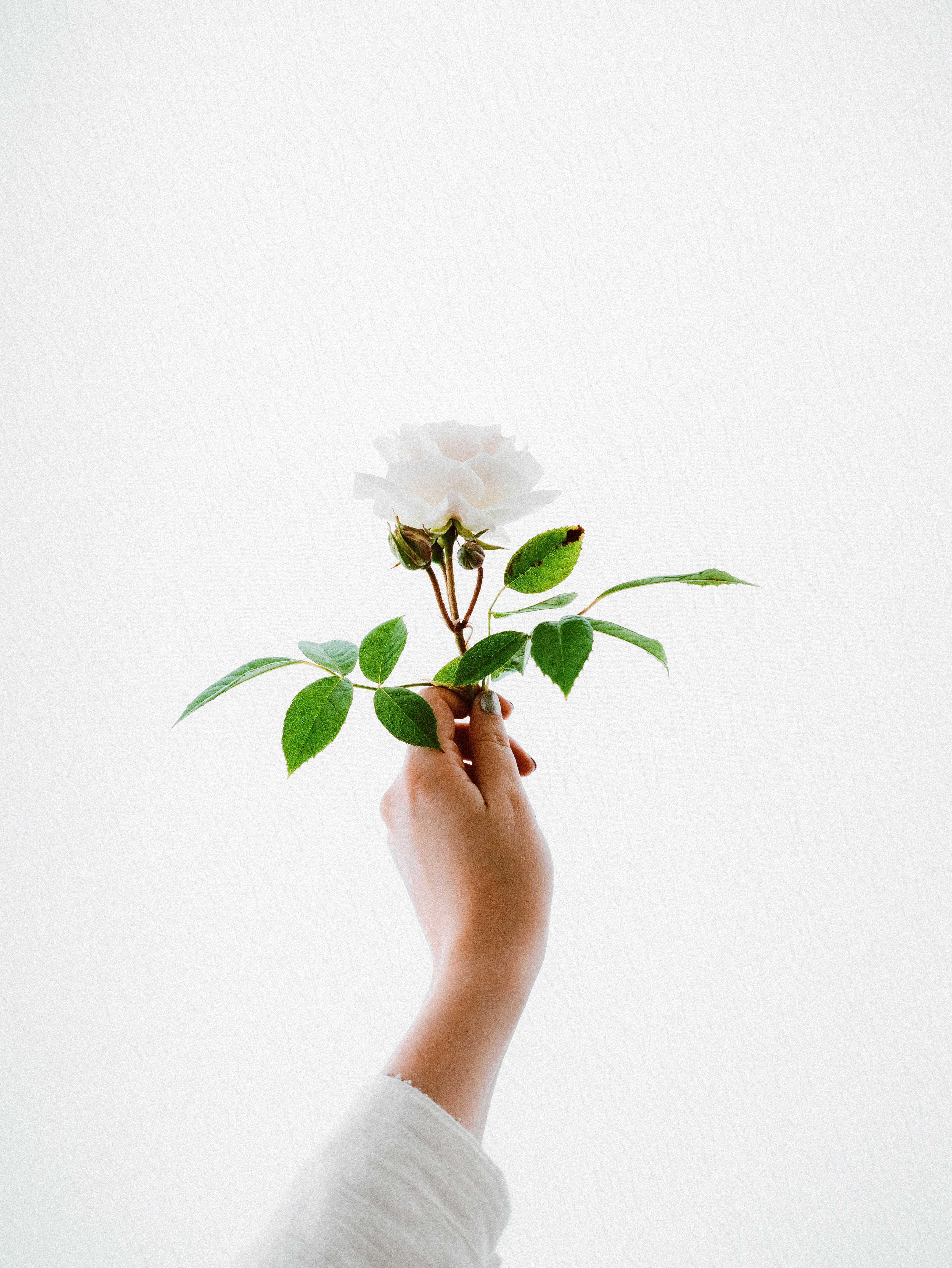 玫瑰花花朵摄影浪漫情人节白色背景素材