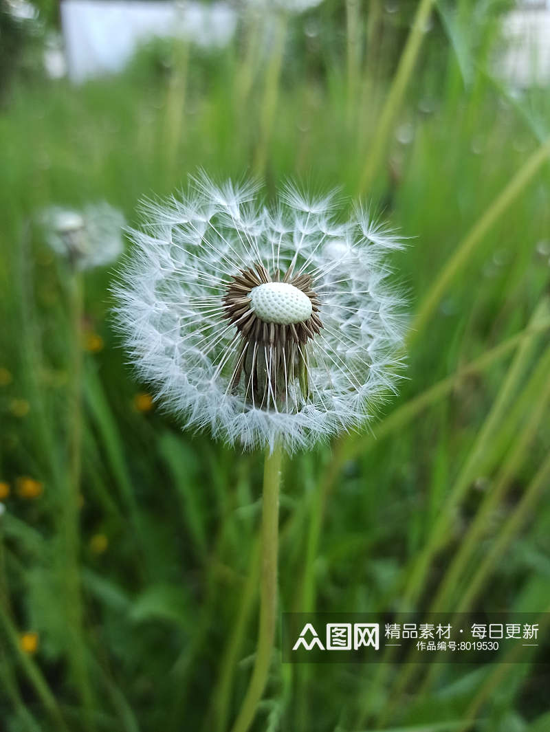 蒲公英植物风景摄影素材