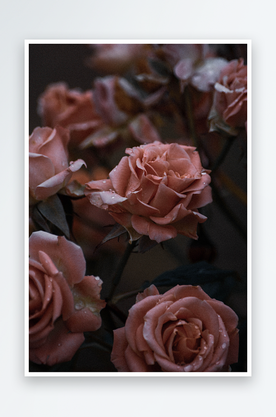 玫瑰花花束摄影高级感