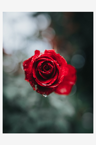 玫瑰花花束摄影高级感