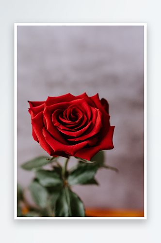 玫瑰花花束摄影图唯美