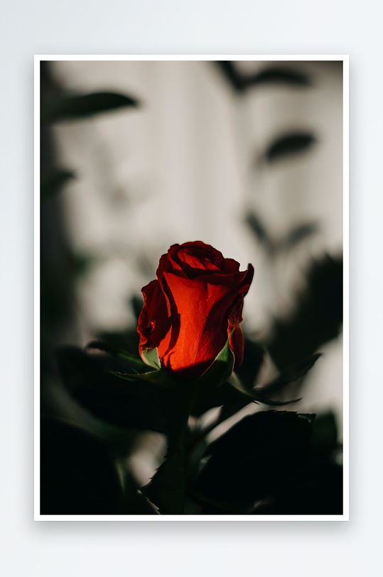 玫瑰花花束摄影图唯美