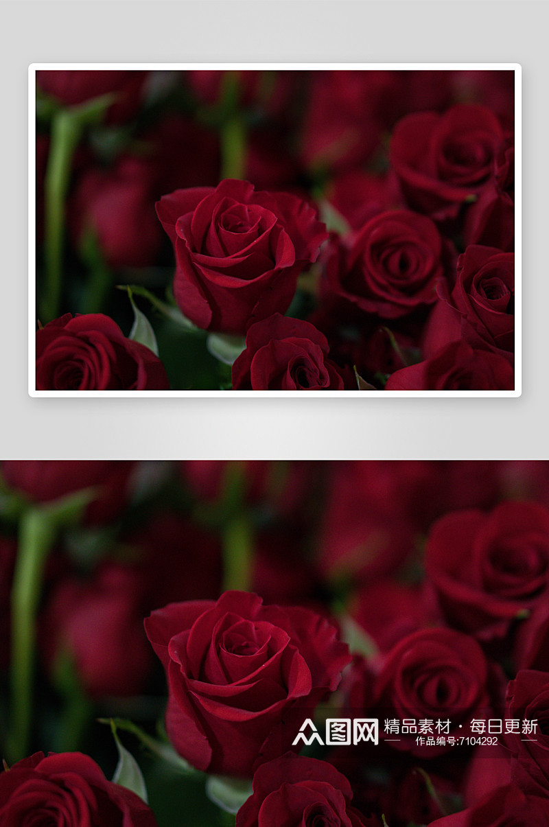 玫瑰花花束摄影图唯美素材