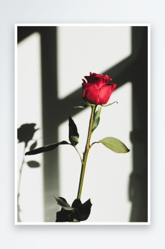 玫瑰花花束摄影图唯美