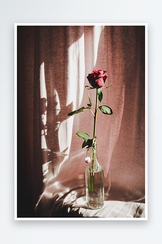 玫瑰花花束照片背景