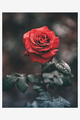 简约玫瑰花花束照片背景