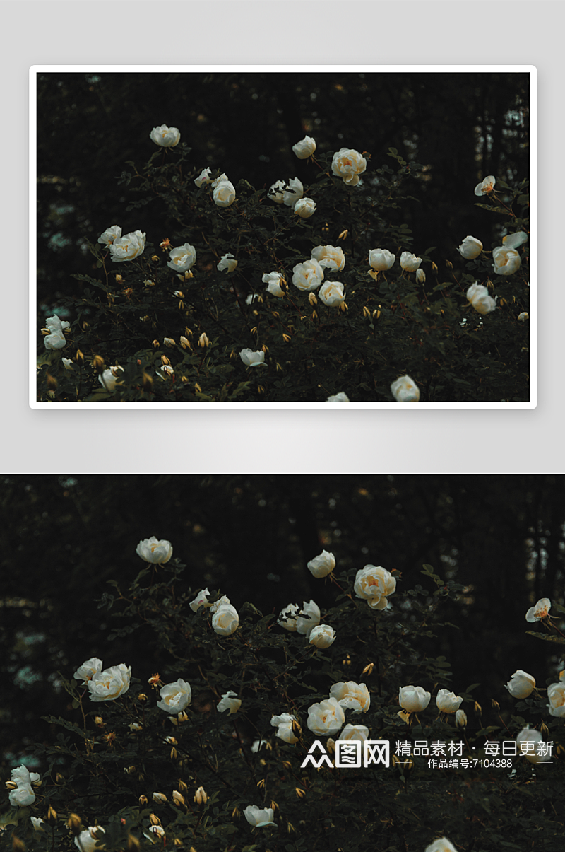 简约玫瑰花花束照片情人节素材