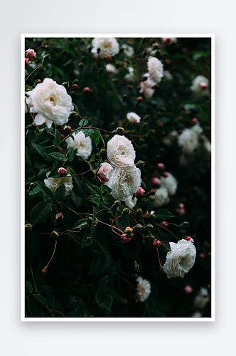玫瑰花花束照片情人节素材