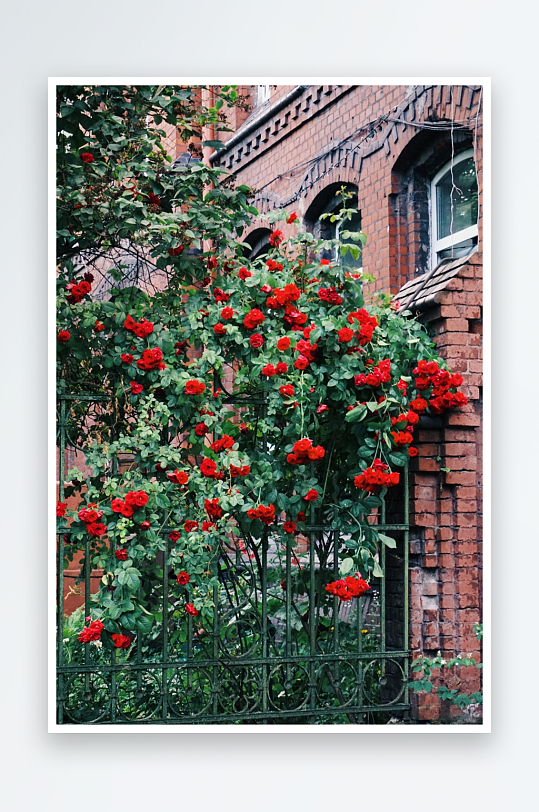 玫瑰花花束照片情人节素材