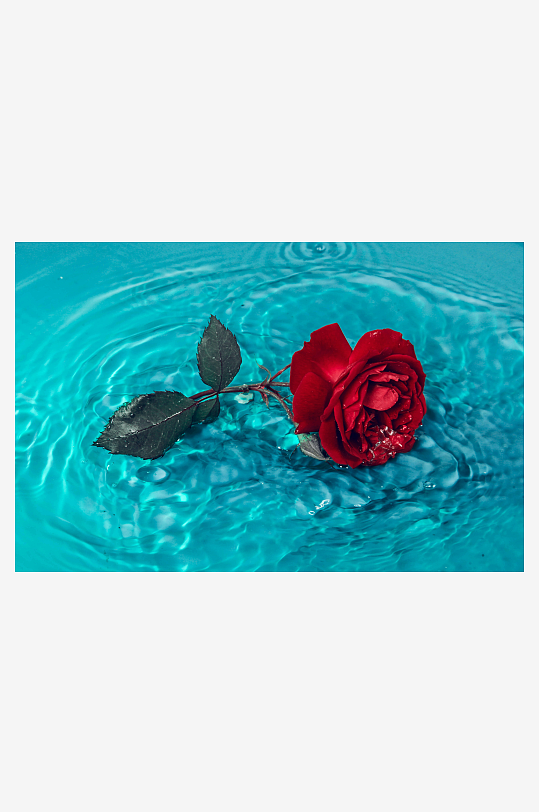 玫瑰花花束照片情人节素材